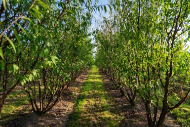 Prunus serrula cépée