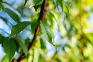Prunus serrula cépée