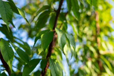 Prunus serrula cépée
