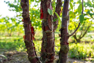 Prunus serrula cépée