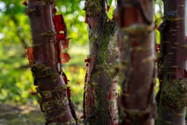 Prunus serrula cépée