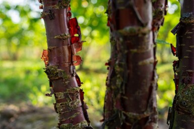 Prunus serrula cépée