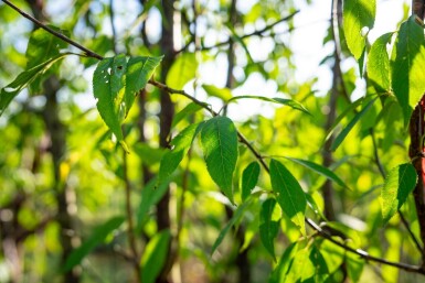 Prunus serrula cépée