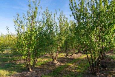 Prunus serrula cépée