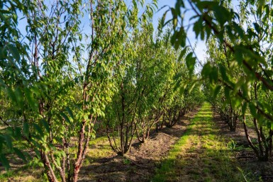 Prunus serrula cépée