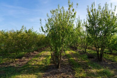 Prunus serrula cépée