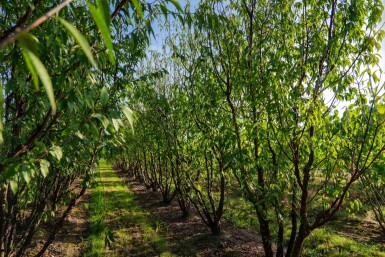 Prunus serrula cépée