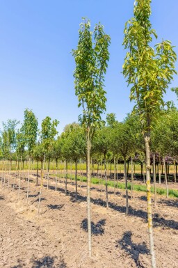 Prunus serrulata 'Amanogawa' haute-tige