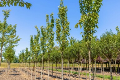 Prunus serrulata 'Amanogawa' haute-tige