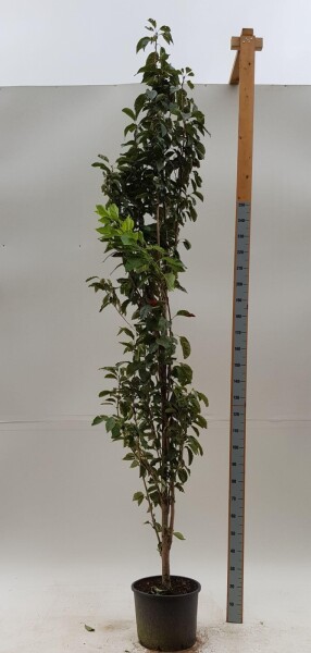 Prunus serrulata 'Amanogawa' baliveau 10/12