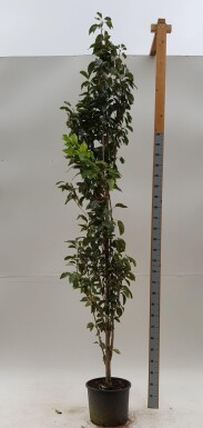 Prunus serrulata 'Amanogawa' baliveau