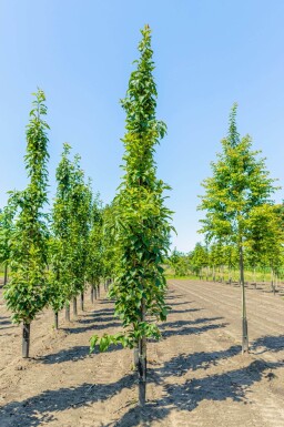 Prunus serrulata 'Amanogawa' baliveau