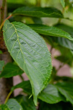 Prunus serrulata 'Amanogawa' baliveau 10/12