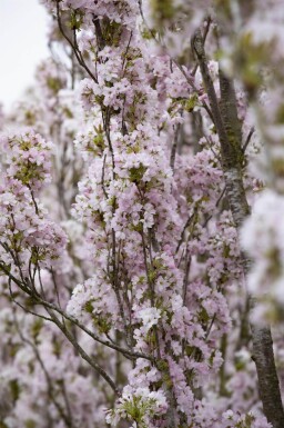 Prunus serrulata 'Amanogawa' baliveau 10/12