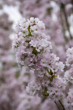 Prunus serrulata 'Amanogawa' baliveau 10/12
