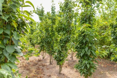 Prunus serrulata 'Amanogawa' cépée 300-350