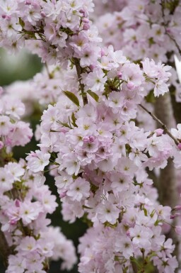 Prunus serrulata 'Amanogawa' cépée 300-350