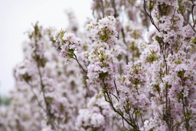 Prunus serrulata 'Amanogawa' cépée 300-350