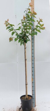 Prunus serrulata 'Kanzan' haute-tige
