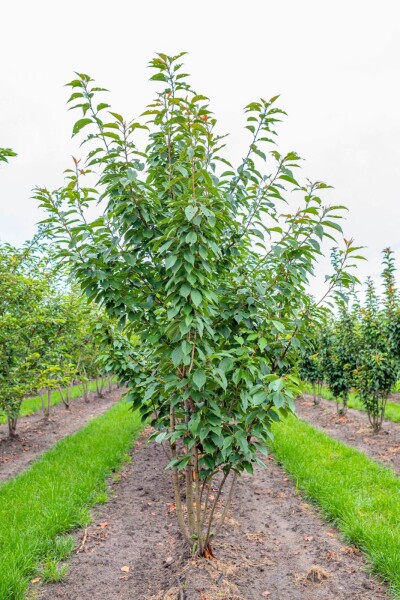 Prunus serrulata 'Kanzan' cépée 200-250