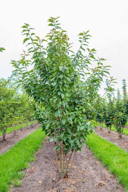Prunus serrulata 'Kanzan' cépée 200-250
