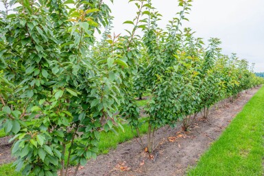 Prunus serrulata 'Kanzan' cépée 200-250