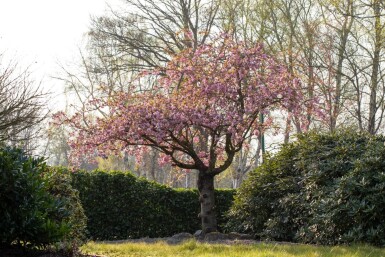 Prunus serrulata 'Kanzan' cépée 200-250