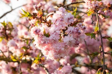 Prunus serrulata 'Kanzan' cépée 200-250