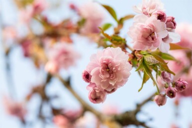 Prunus serrulata 'Kanzan' cépée 200-250