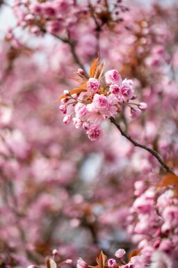Prunus serrulata 'Kanzan' cépée 200-250