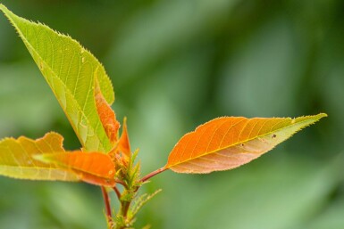 Prunus serrulata 'Kanzan' cépée 200-250