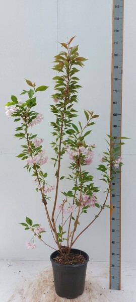 Prunus serrulata 'Kanzan' touffe 150-175