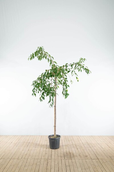Prunus serrulata 'Kiku-shidare-zakura' haute-tige