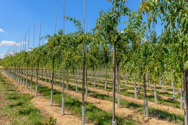 Prunus serrulata 'Kiku-shidare-zakura' haute-tige