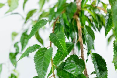 Prunus serrulata 'Kiku-shidare-zakura' port pleureur