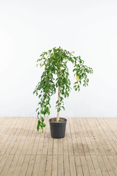 Prunus serrulata 'Kiku-shidare-zakura' demi-tige 120cm tronc