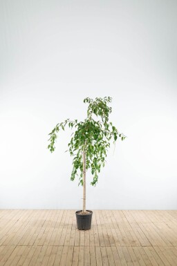 Prunus serrulata 'Kiku-shidare-zakura' demi-tige 120cm tronc