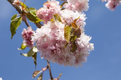 Prunus serrulata 'Kiku-shidare-zakura' demi-tige 120cm tronc