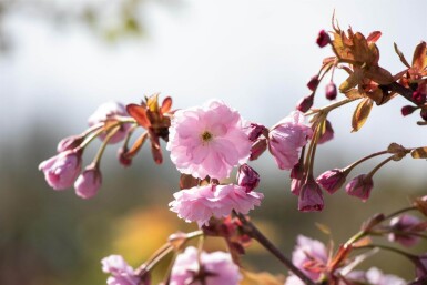 Prunus serrulata 'Kiku-shidare-zakura' demi-tige 120cm tronc