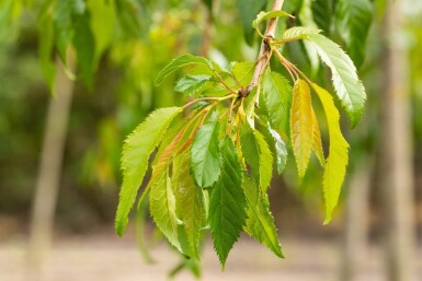 Prunus serrulata 'Kiku-shidare-zakura' demi-tige 120cm tronc
