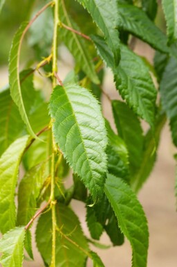 Prunus serrulata 'Kiku-shidare-zakura' demi-tige 120cm tronc