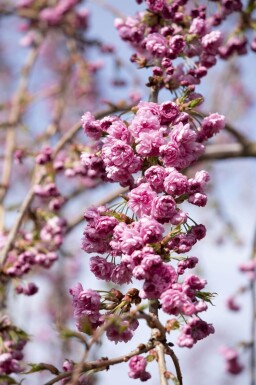Prunus serrulata 'Kiku-shidare-zakura' demi-tige 120cm tronc