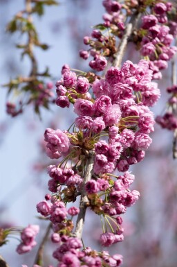Prunus serrulata 'Kiku-shidare-zakura' demi-tige 120cm tronc