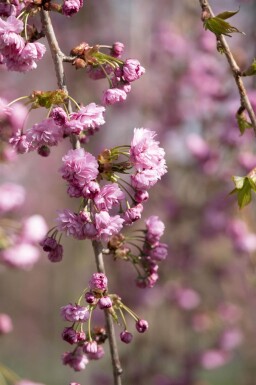 Prunus serrulata 'Kiku-shidare-zakura' demi-tige 120cm tronc