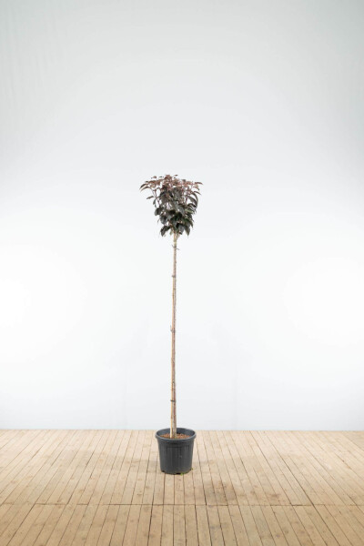 Prunus serrulata 'Royal Burgundy' haute-tige 8/10 180cm tronc