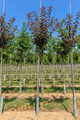 Prunus serrulata 'Royal Burgundy' haute-tige 8/10 180cm tronc