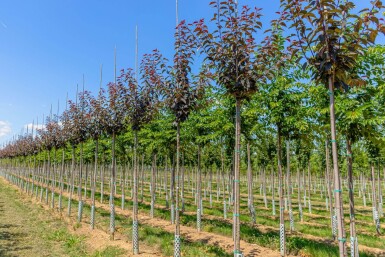 Prunus serrulata 'Royal Burgundy' haute-tige 8/10 180cm tronc