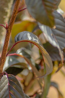 Prunus serrulata 'Royal Burgundy' haute-tige 8/10 180cm tronc