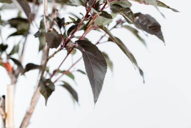 Prunus serrulata 'Royal Burgundy' haute-tige 8/10 180cm tronc