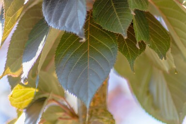 Prunus serrulata 'Royal Burgundy' haute-tige 8/10 180cm tronc